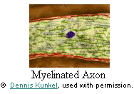 Myelinated Axon