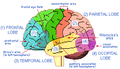 brain - sensory/motor interaction