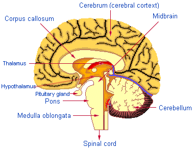 Major Brain Structures