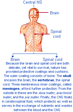 Central Nervous System