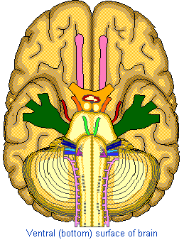 Cranial nerves - bootm view of brain