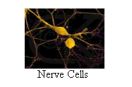 Nerve cells