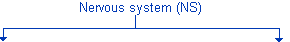 Nervous System Divisions