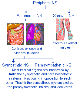 PATTS - Nervous System
