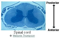 Spinal cord