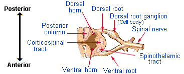 cross section of spinal cord